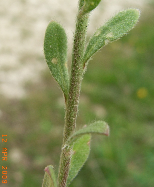 Alyssum alyssoides / Alisso annuo